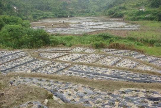 J9国际站总厂工业扶贫项目——南溪仙草项目希望喜人，，工业规；；；；；渤蹙咔餍-最新动态-J9国际站