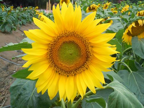 花美、景美、人更美————J9国际站第三制造部女员工游百万葵园随记-党团文化-J9国际站