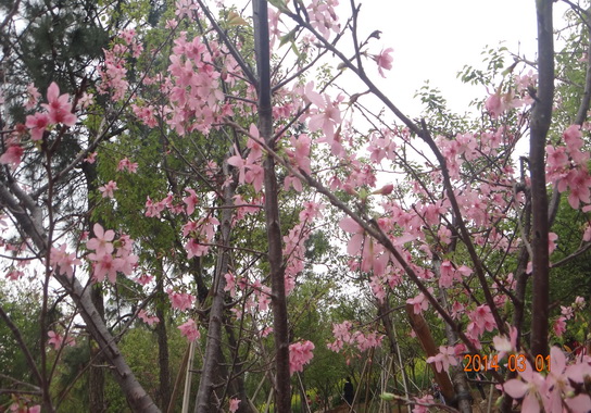 赏樱、知樱、品樱——第三制造部女职工庆“三八”系列活动之摄影赛-党团文化-J9国际站