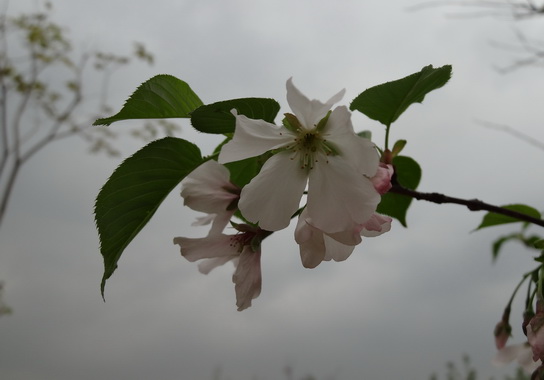 赏樱、知樱、品樱——第三制造部女职工庆“三八”系列活动之摄影赛-党团文化-J9国际站